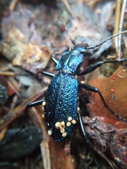 Carabus intricatus