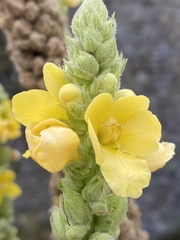 Verbascum lychnitis
