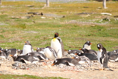 Aptenodytes patagonicus