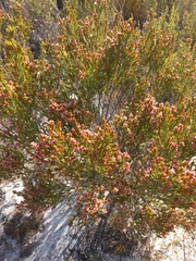 Passerina corymbosa