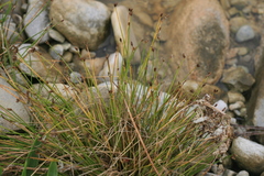 Isolepis cernua