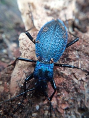 Carabus intricatus