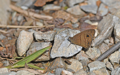 Hermeuptychia harmonia