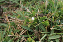 Delosperma patersoniae