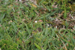 Delosperma patersoniae