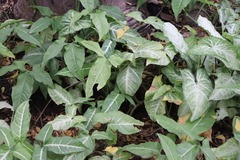 Syngonium podophyllum