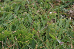 Delosperma patersoniae