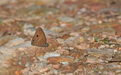 Hermeuptychia harmonia