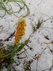 Manulea tomentosa