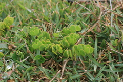 Roepera maritima