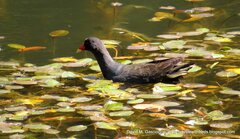 Gallinula tenebrosa