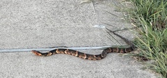 Nerodia fasciata confluens