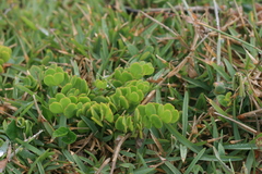 Roepera maritima