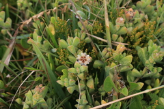 Delosperma patersoniae