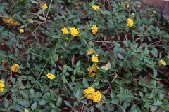 Lantana depressa