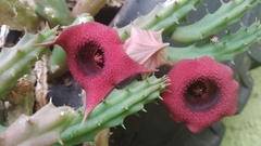 Huernia