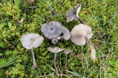 Rhodocybe caelata