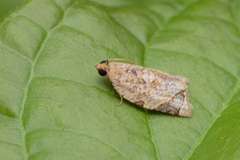 Neocalyptis affinisana