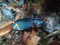 Carabus intricatus