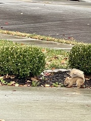 Sciurus carolinensis