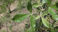 Vitex obovata