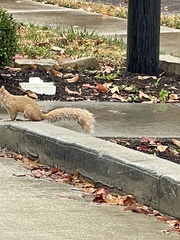 Sciurus carolinensis