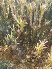Leucadendron meridianum