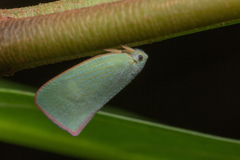 Sanurus