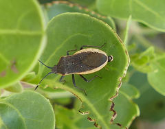 Catorhintha apicalis