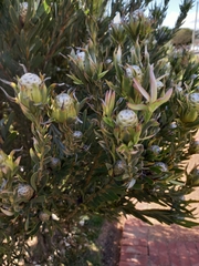 Leucadendron meridianum