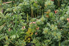 Indigofera verrucosa