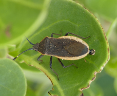 Catorhintha apicalis