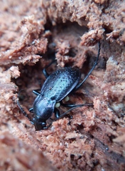 Carabus arvensis