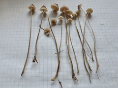 Mycena metata