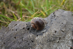 Pomacea canaliculata