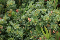 Indigofera verrucosa