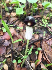 Arisarum simorrhinum