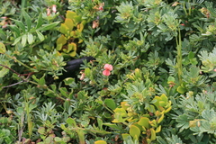 Indigofera verrucosa