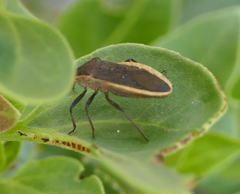 Catorhintha apicalis