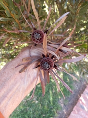 Leucadendron meridianum