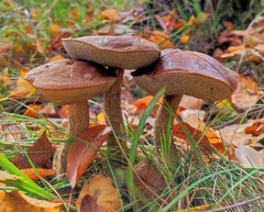 Leccinum scabrum