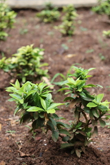 Synsepalum dulcificum