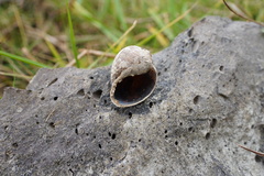 Pomacea canaliculata