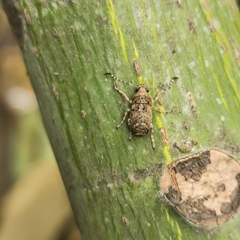 Phloeobius gibbosus