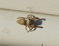 Metaphidippus chera