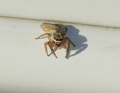 Metaphidippus chera