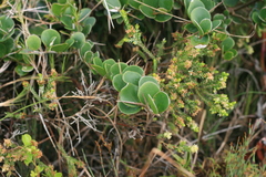 Dovyalis rotundifolia