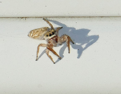 Metaphidippus chera