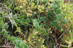 Dovyalis rotundifolia