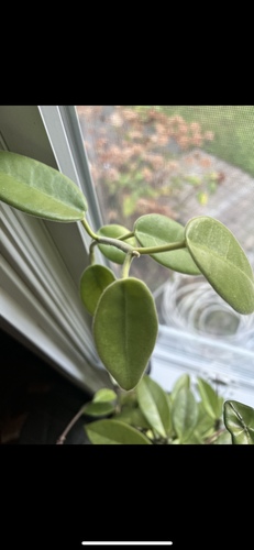 Hoya lauterbachii K.Schum.